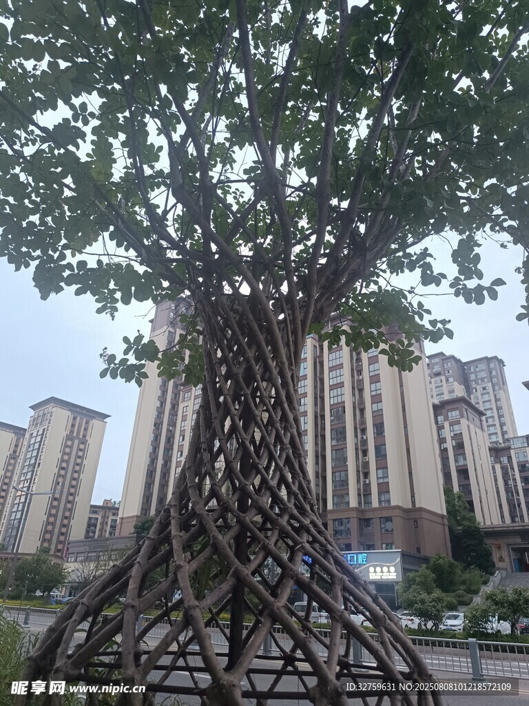 城市中独特造型的艺术大树