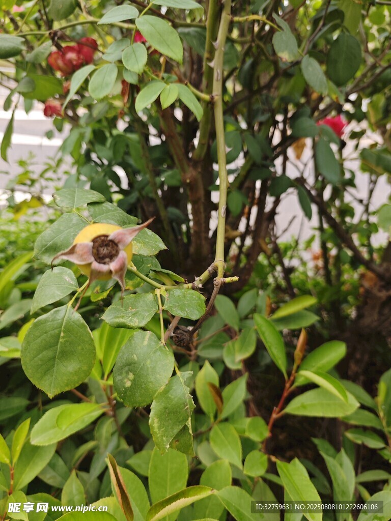 绿叶丛中的娇艳花朵