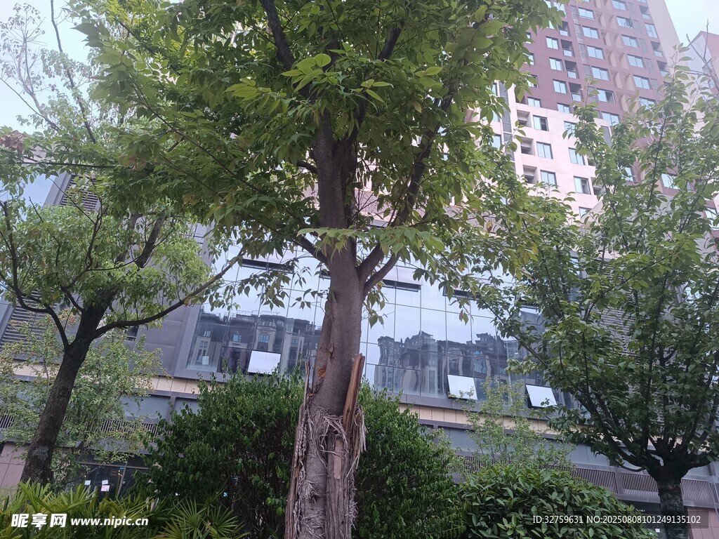 城市中的绿树与建筑景观