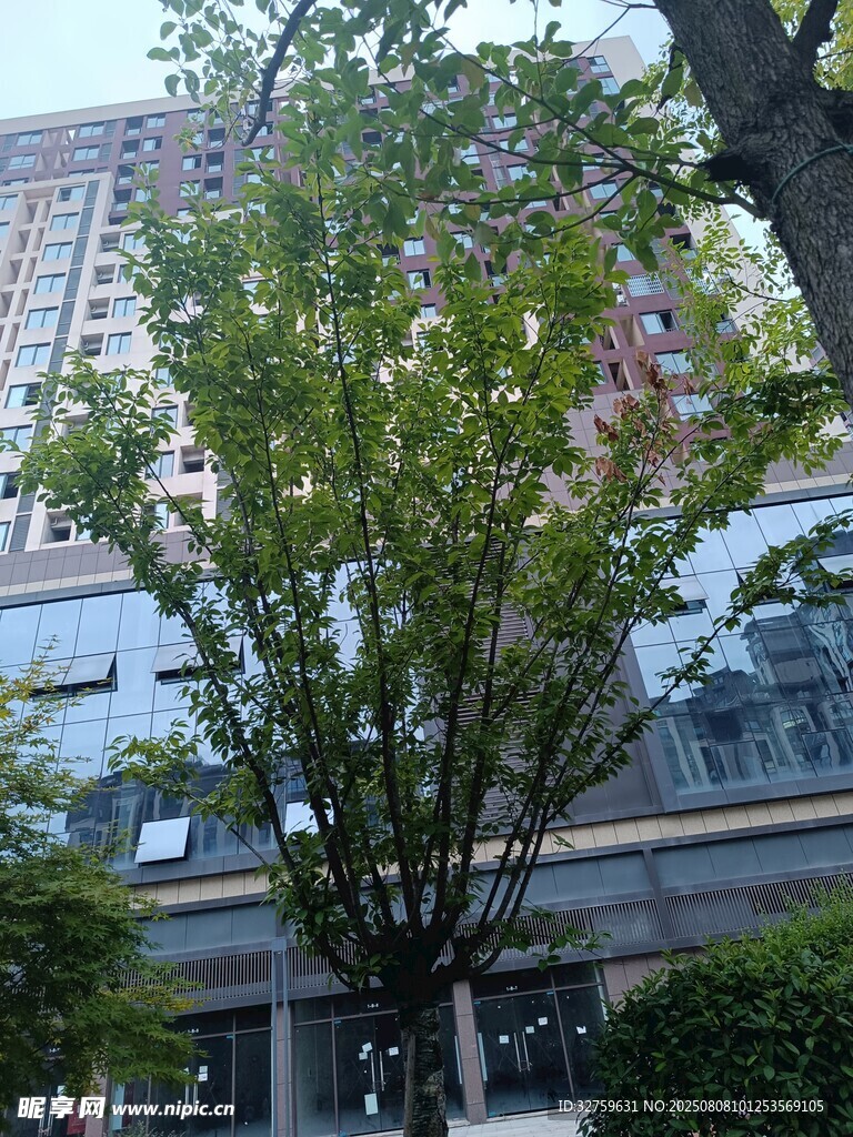 城市中葱郁的绿树景观
