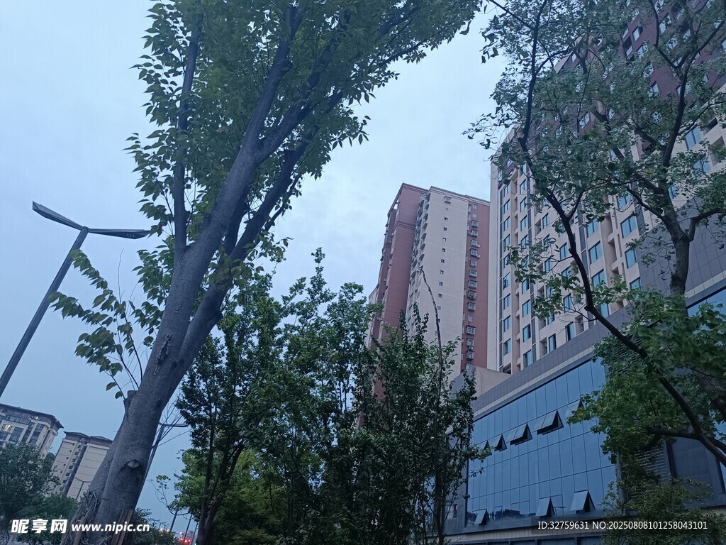 城市中林立树木与高楼