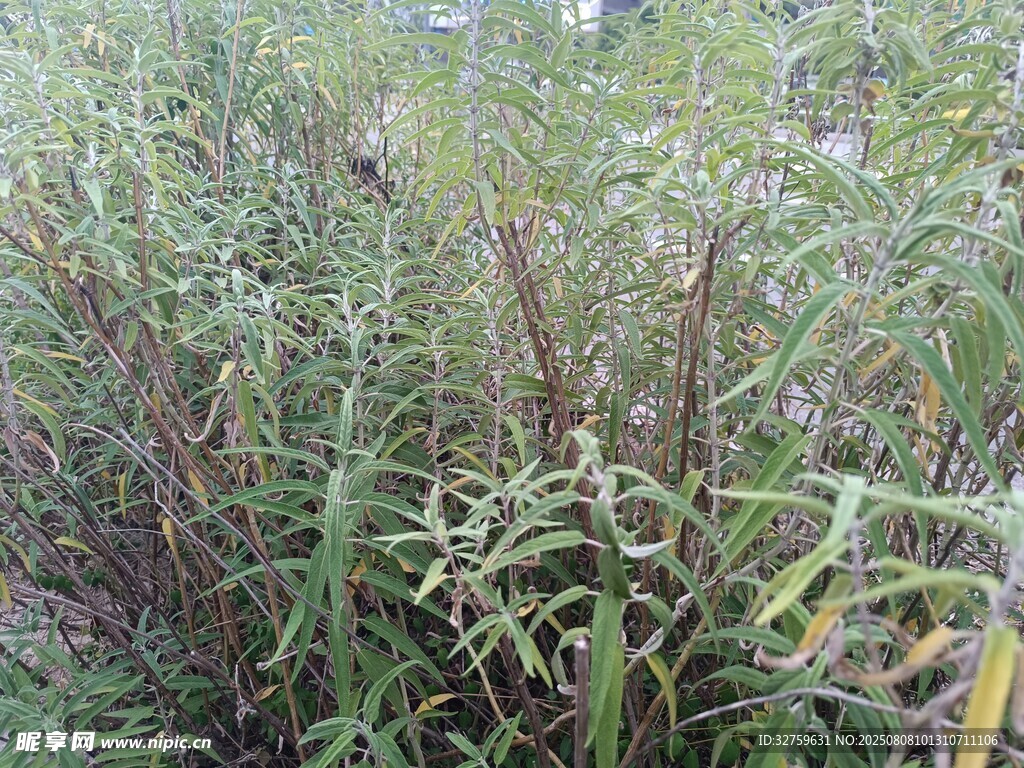 野外繁茂的绿色植物丛