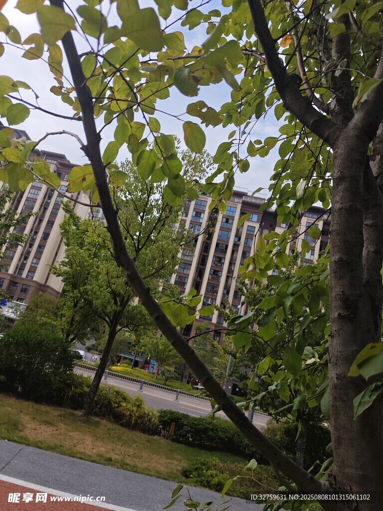 透过枝叶看城市建筑