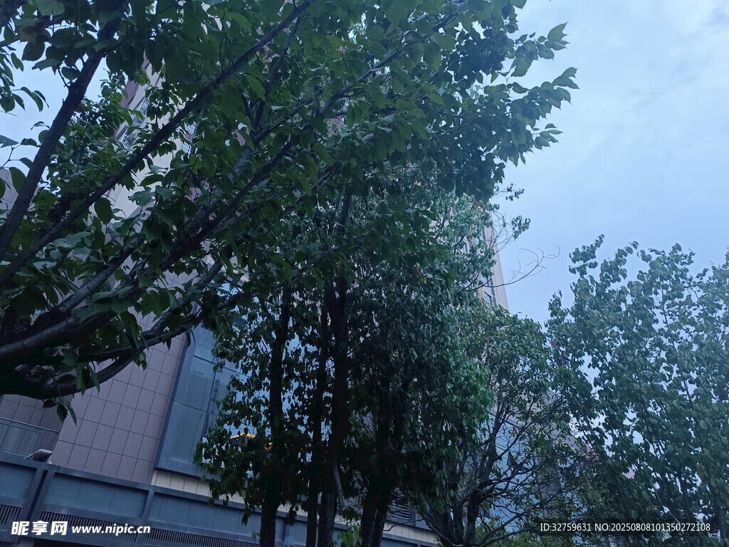 城市中葱郁的树木景观