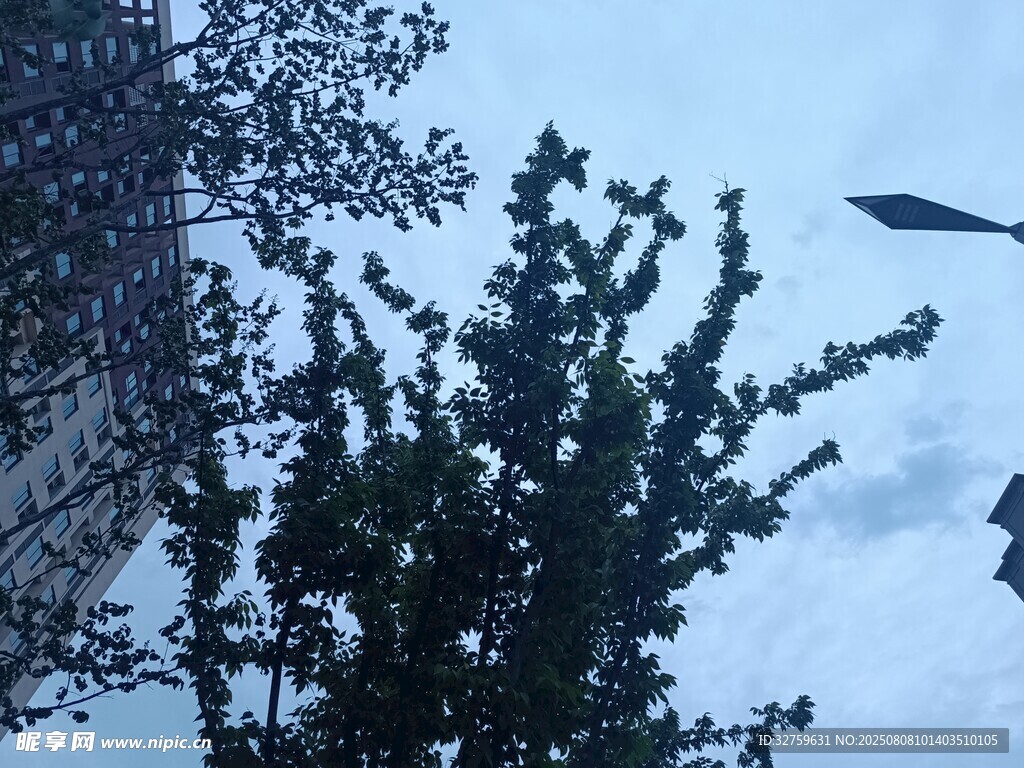 天空中飞翔的飞机与树木