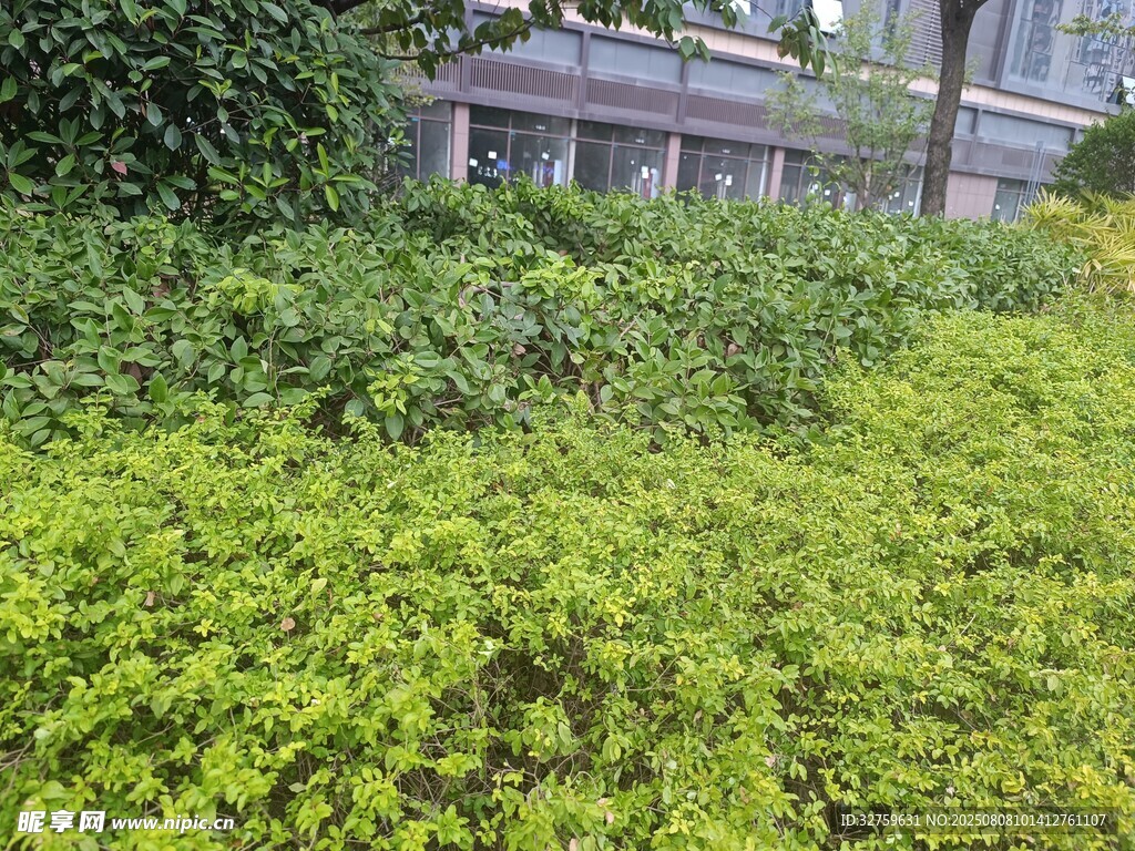 绿意盎然的户外植物景观