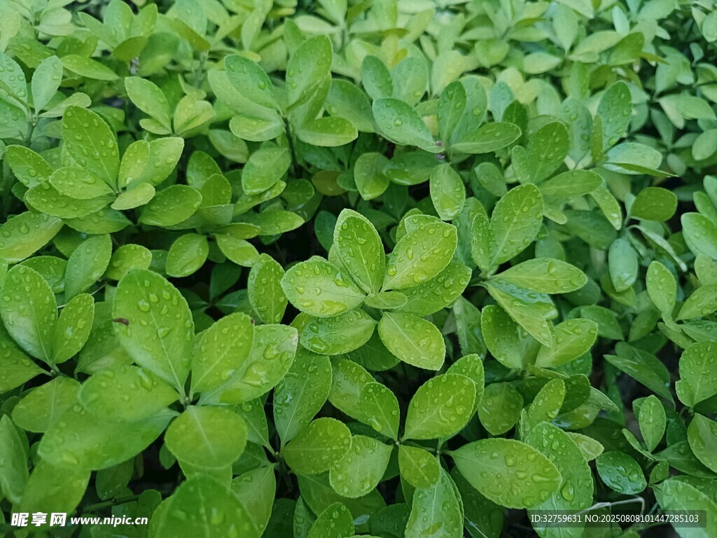 翠绿三叶草植物景观
