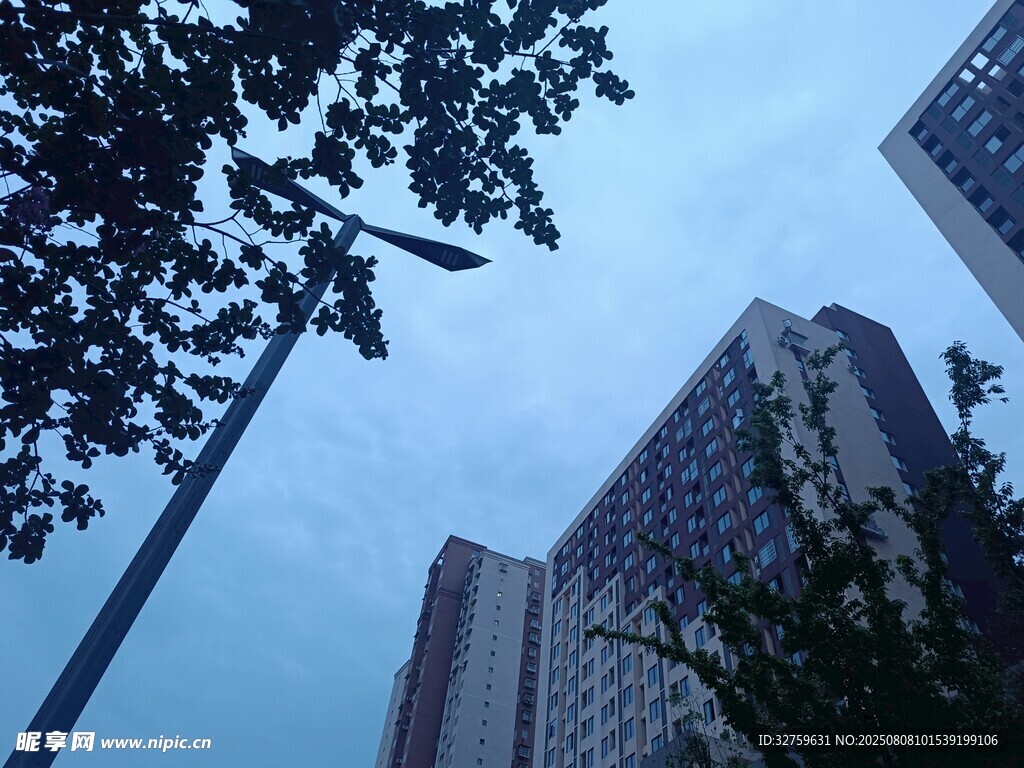 仰视高楼与枝叶景观