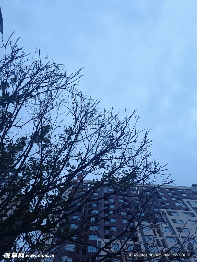 冬日树枝与屋顶景象
