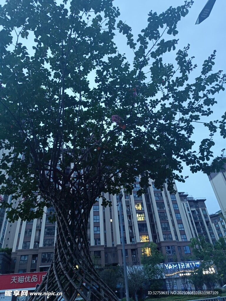 城市中茂盛的大树景观