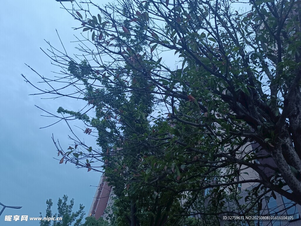 光秃树枝与朦胧天空