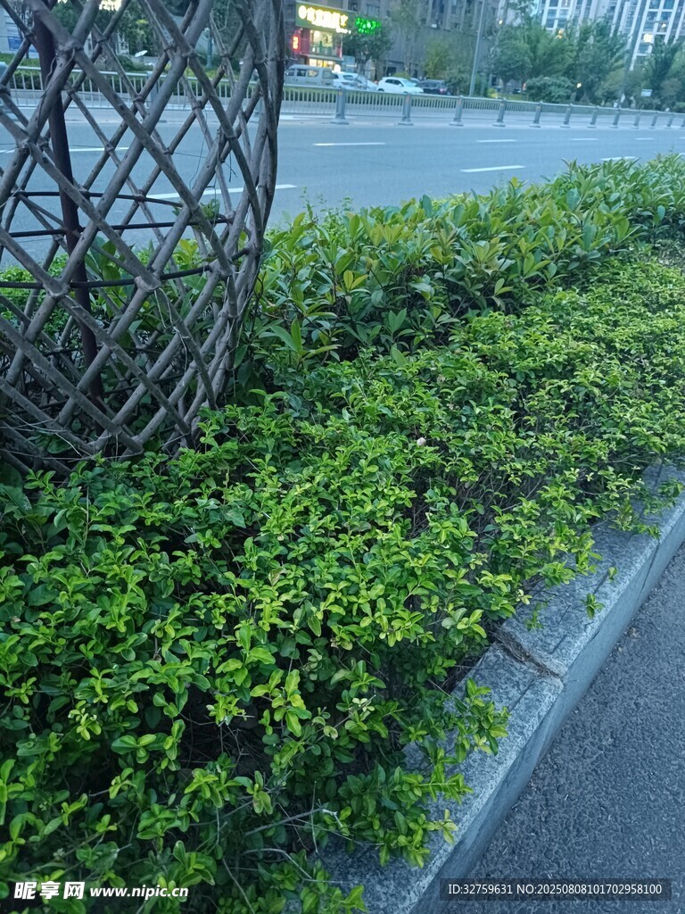 路边绿植景观