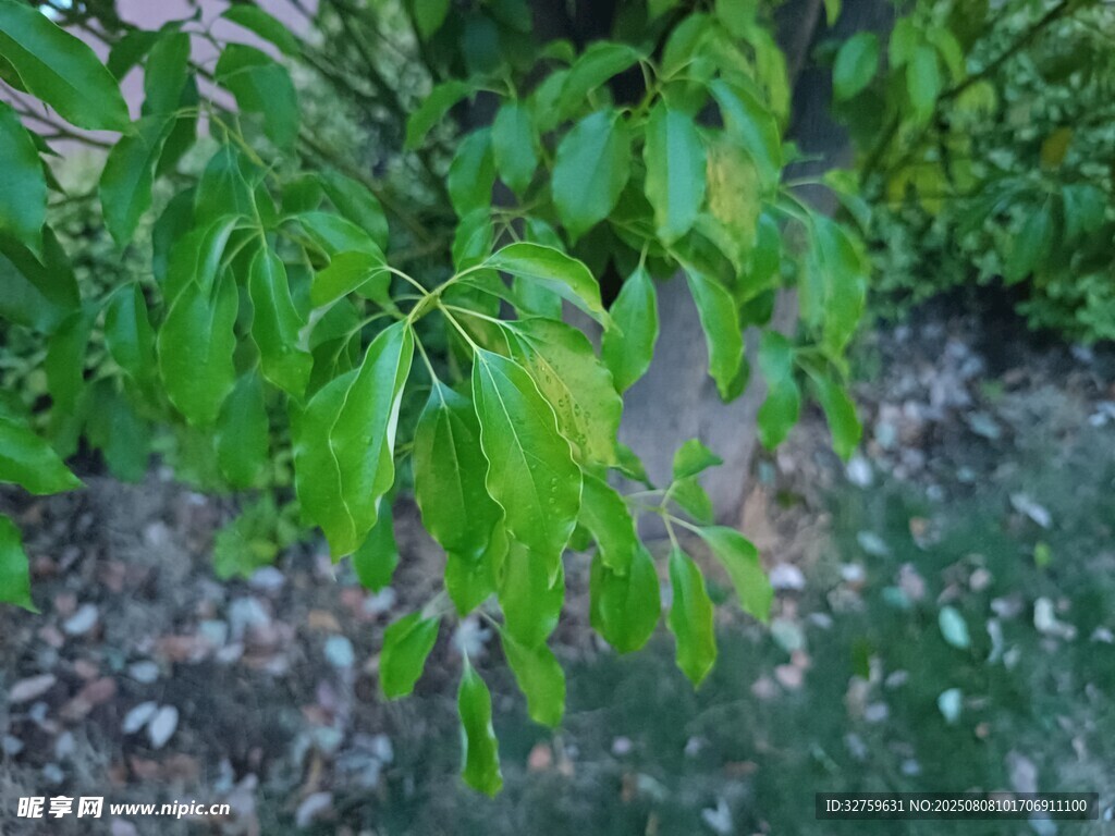 嫩绿枝叶生机盎然