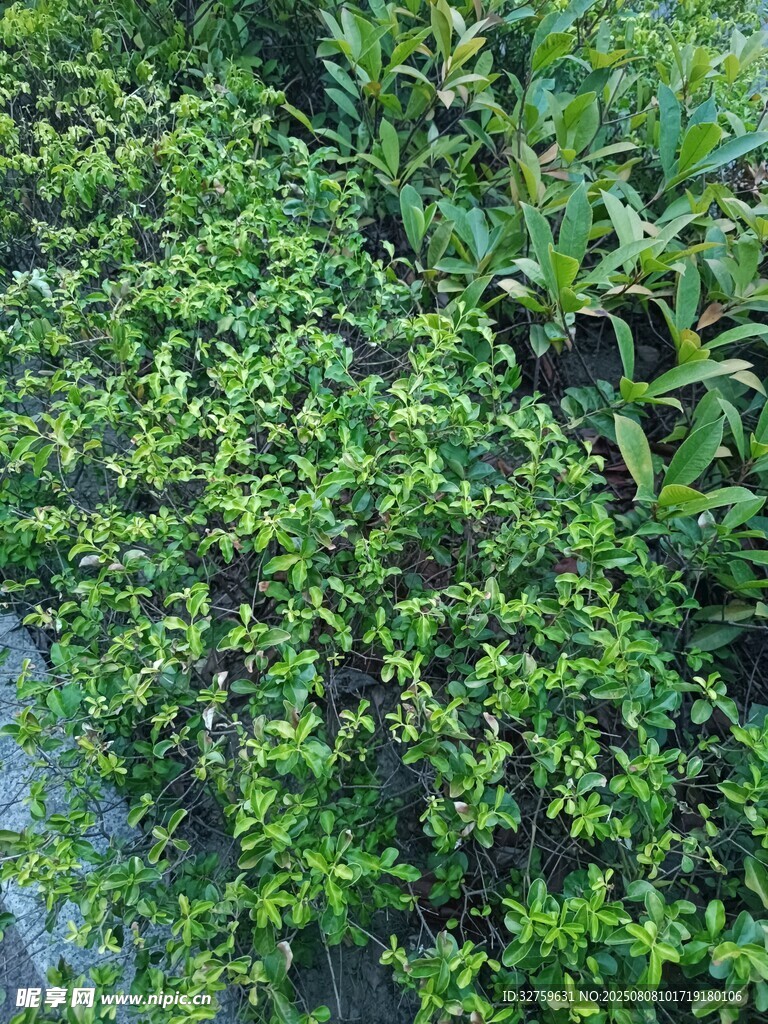 翠绿繁茂的丛生植物