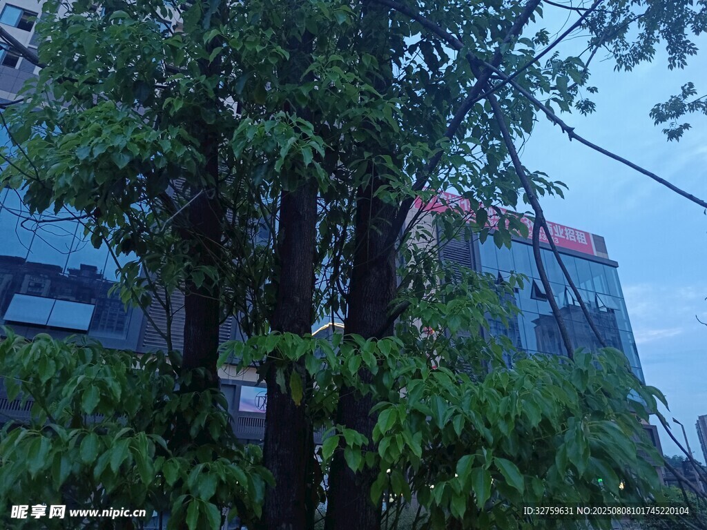 绿树掩映下的现代建筑