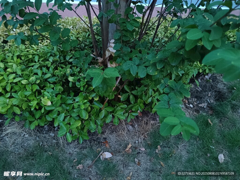 户外绿植与树干景象
