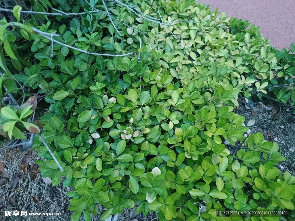 翠绿繁茂的地面绿植景观