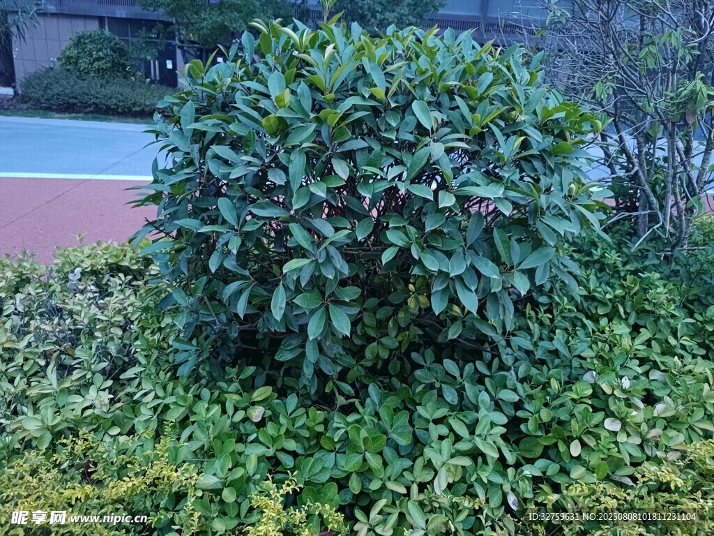 绿叶繁茂的灌木丛
