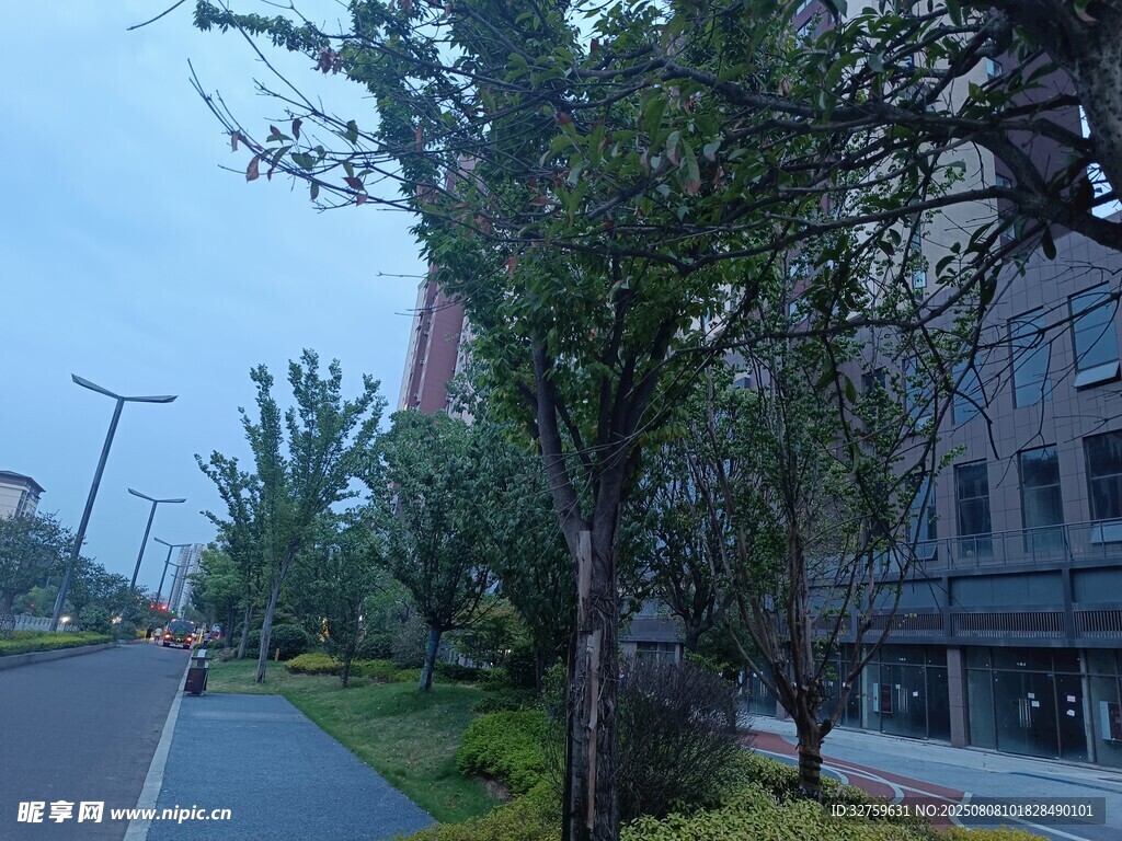 城市街道边的绿树与建筑