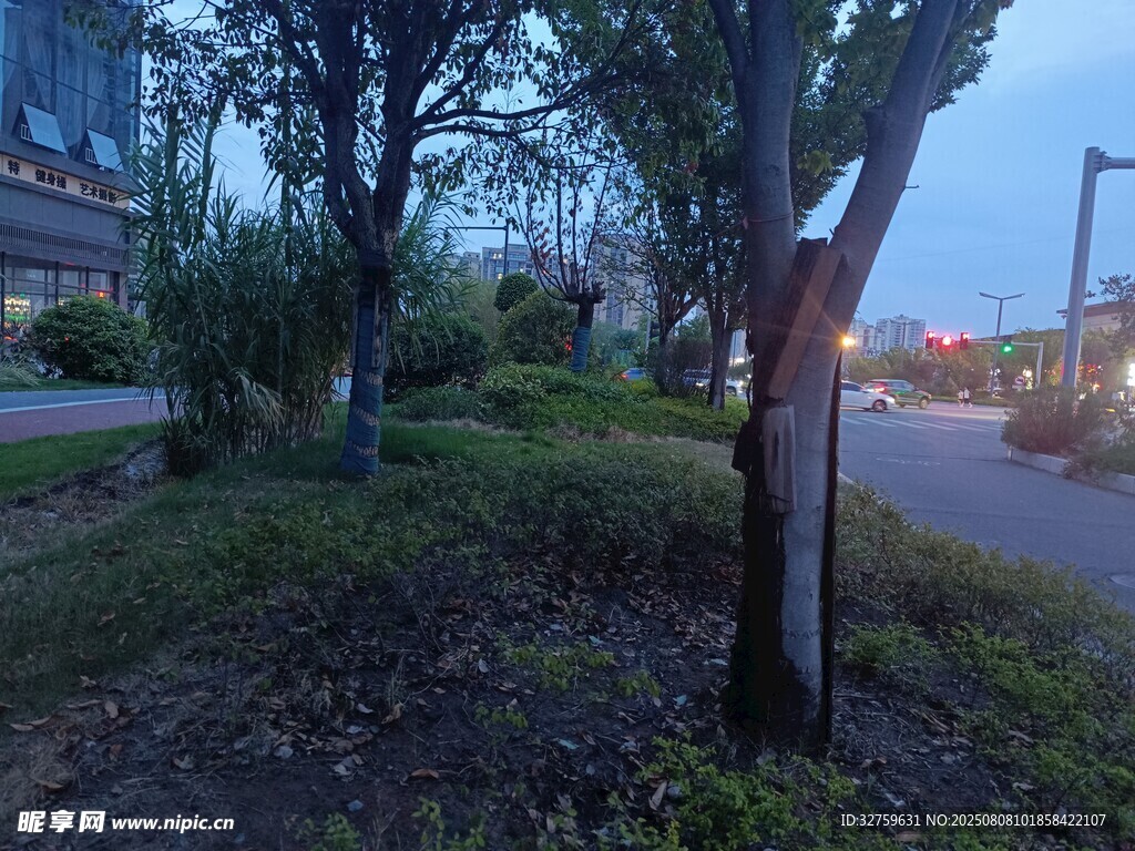 黄昏时的街边绿植景观