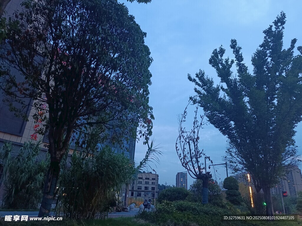 黄昏时的城市树木景观