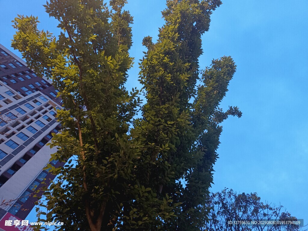 蓝天绿树旁的高耸建筑