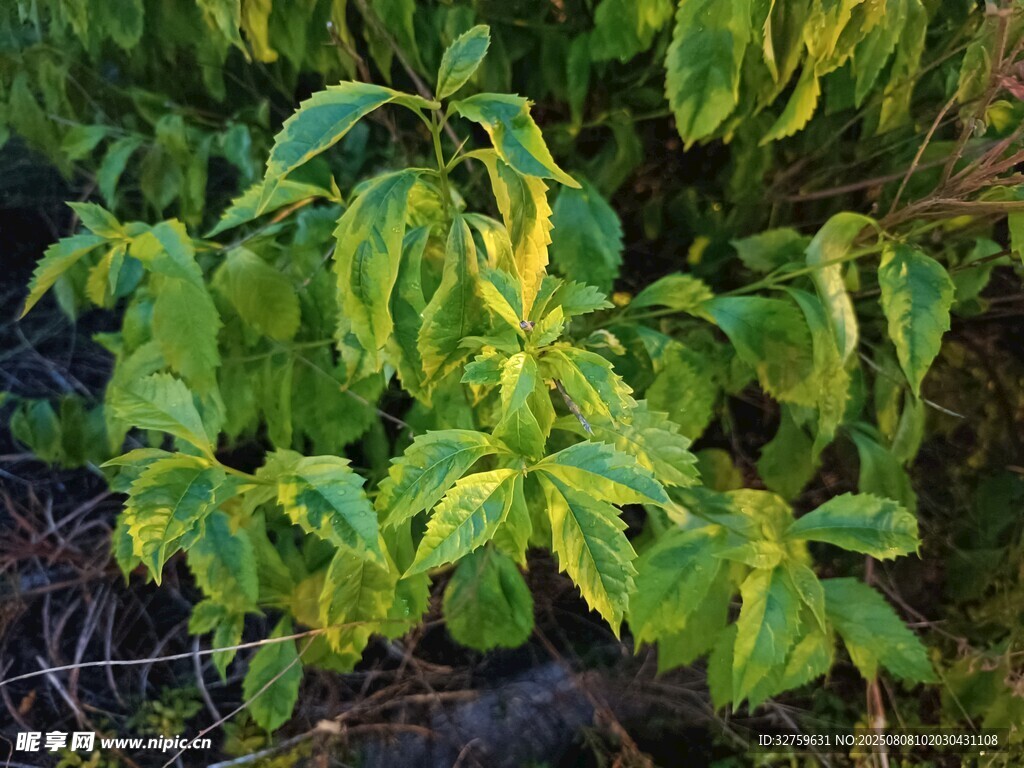 绿叶植物特写