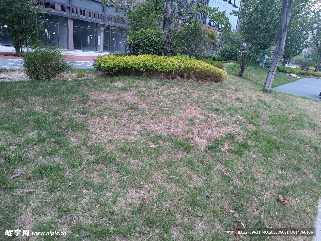 户外草坪及周边绿植景观