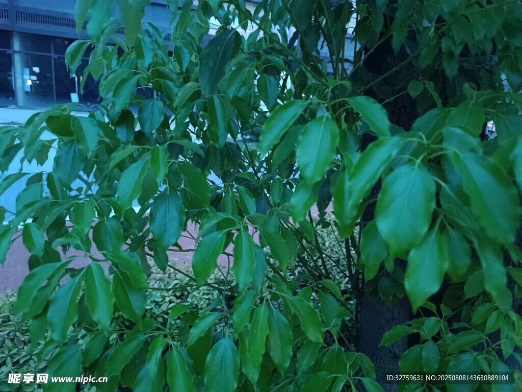 翠绿繁茂的树叶景观
