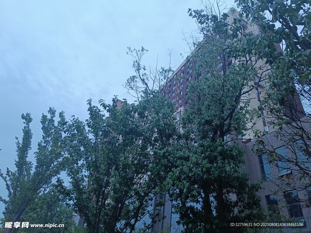 朦胧天色下的树木与建筑