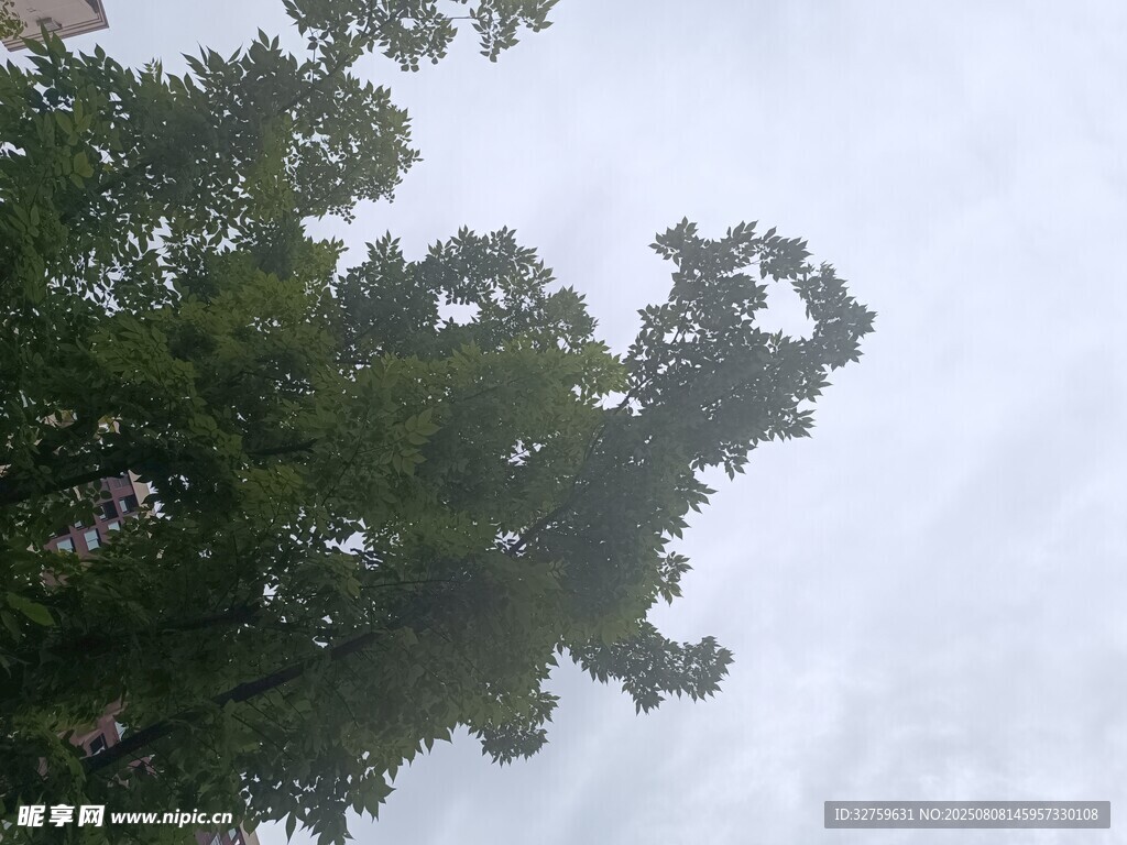 绿树映衬下的朦胧天空