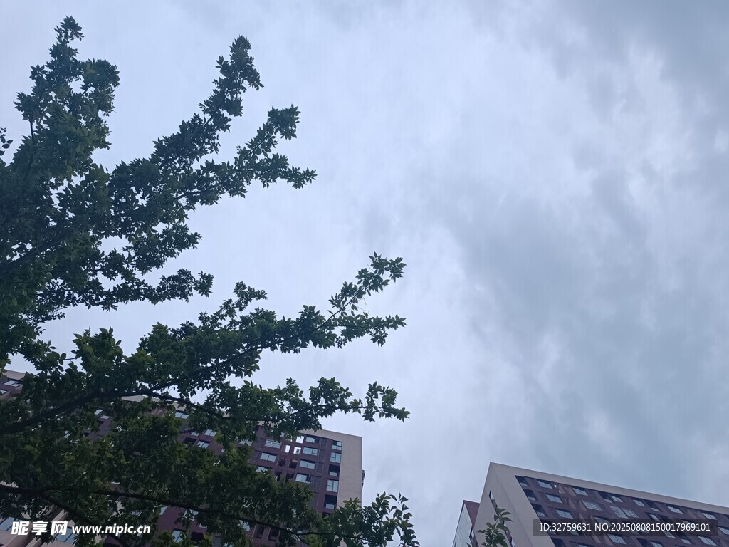 树梢与楼间的阴沉天空