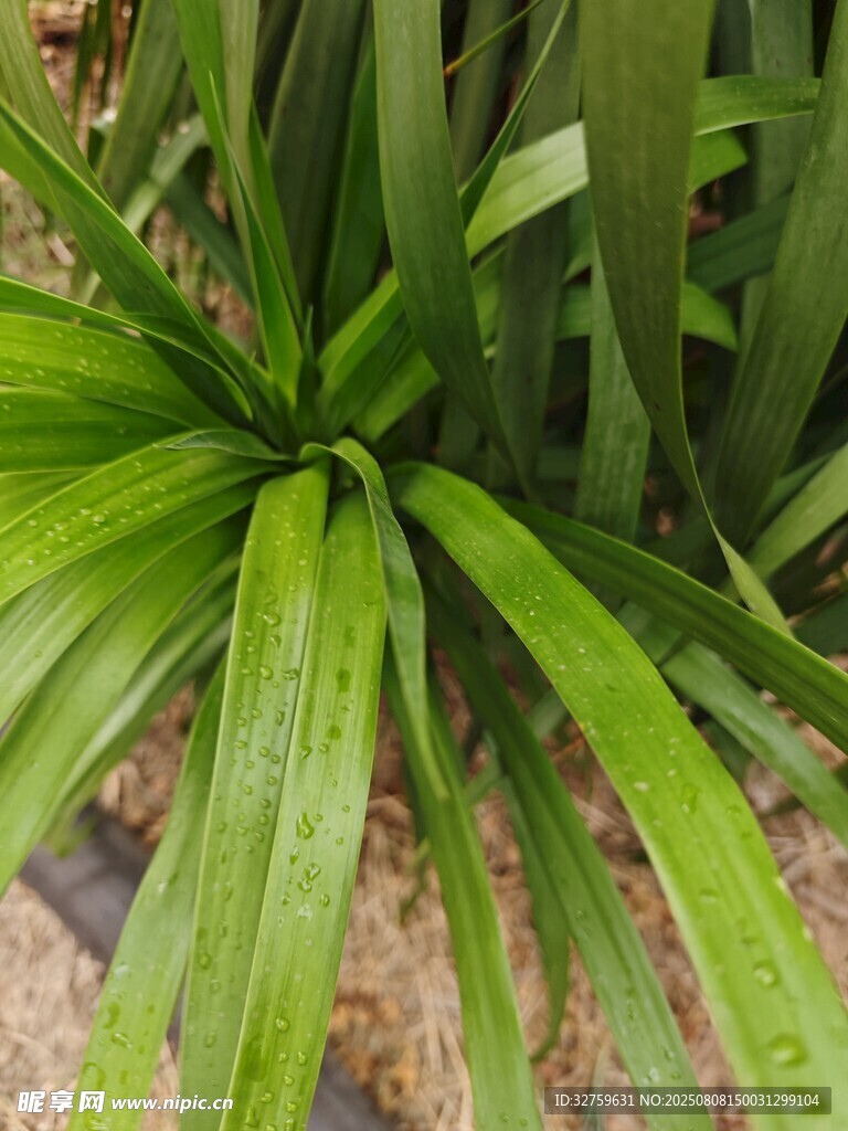 翠绿舒展的阔叶植物