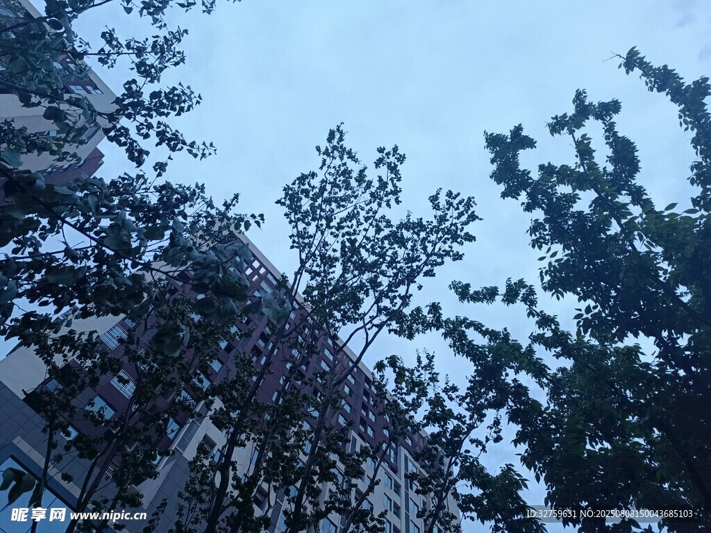仰视天空下的繁茂树木