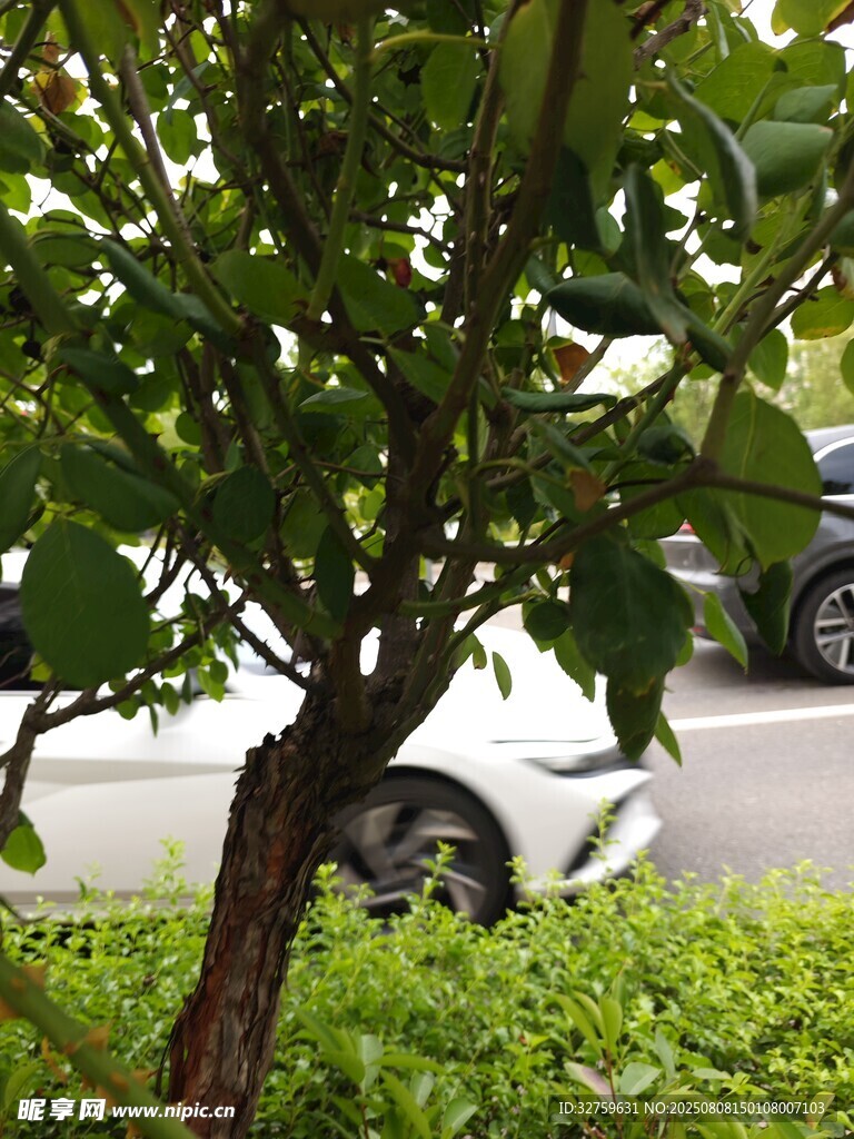 路边绿树与车辆景象