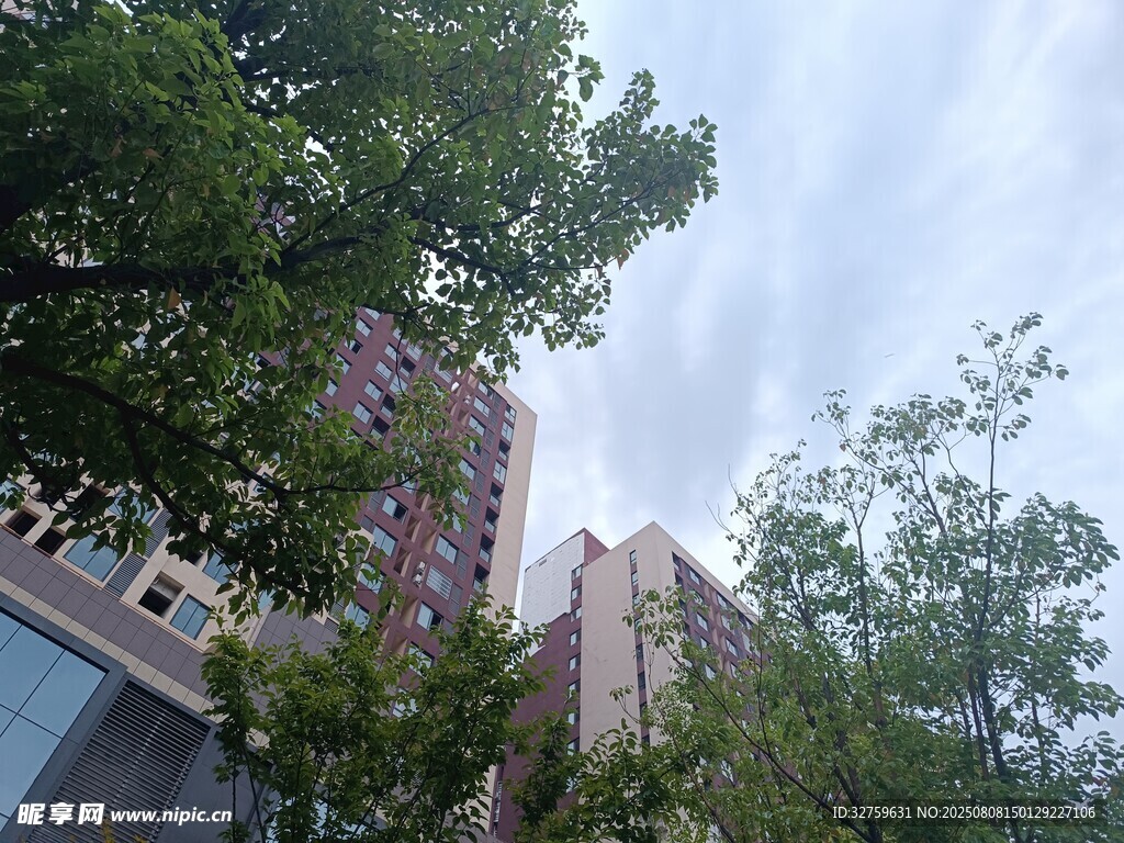 高楼间绿树成荫的景致