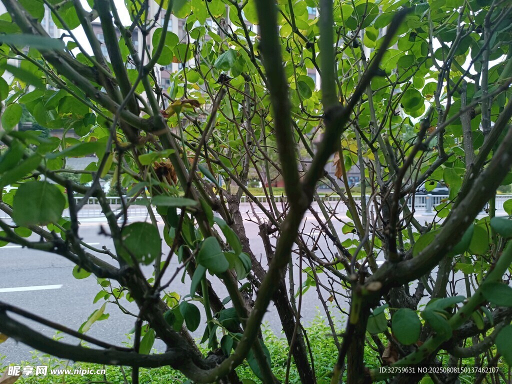 绿叶繁茂的路边灌木丛
