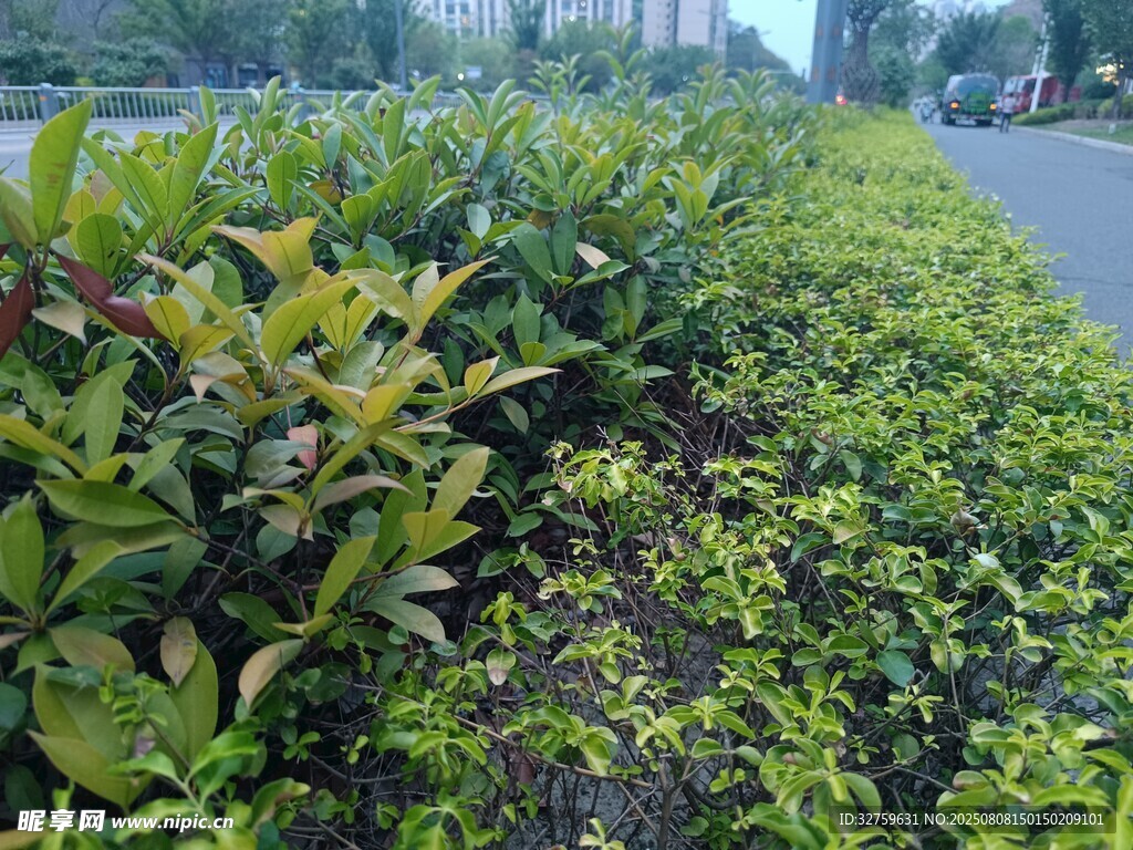 路边多彩绿植景观