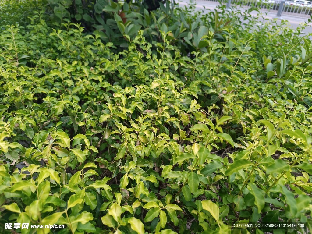 翠绿繁茂的植物景观