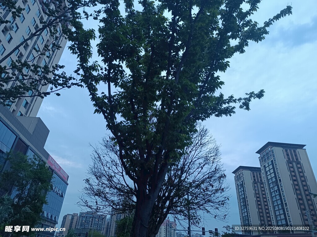 城市中挺立的绿树