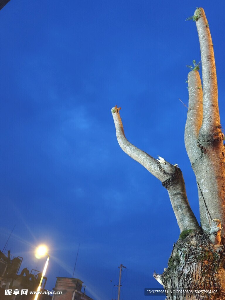 夜幕下的奇特枯树景观