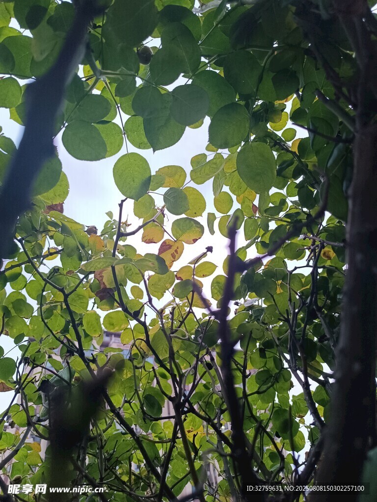 透过枝叶见天光