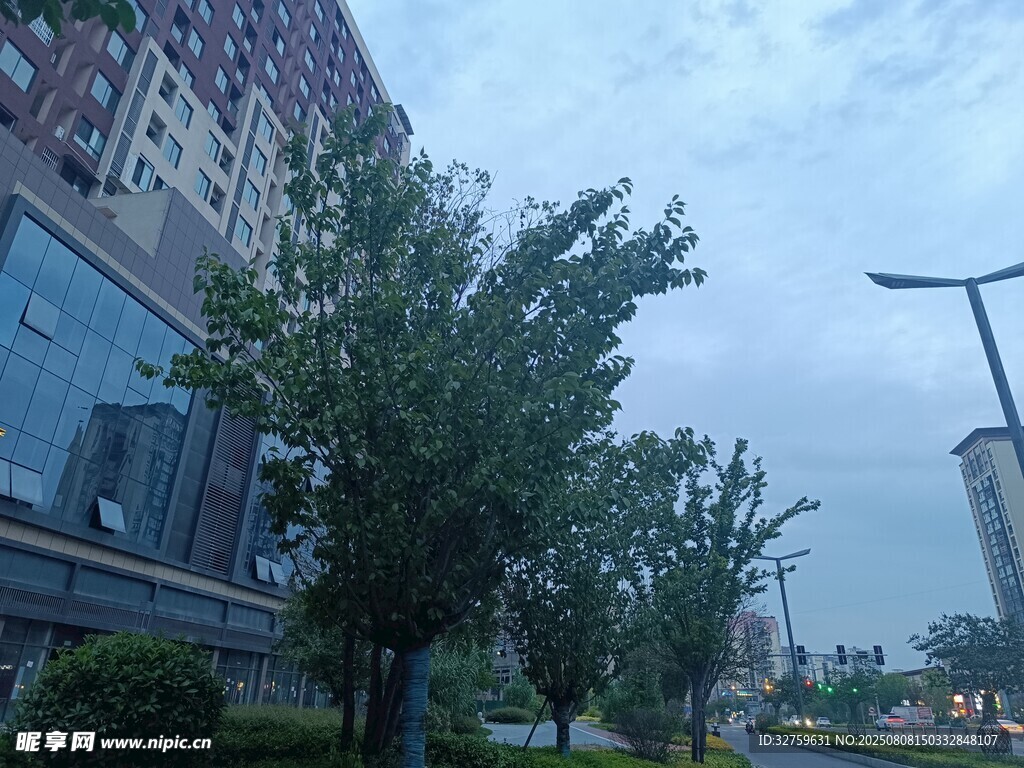 城市街道旁的绿树与建筑