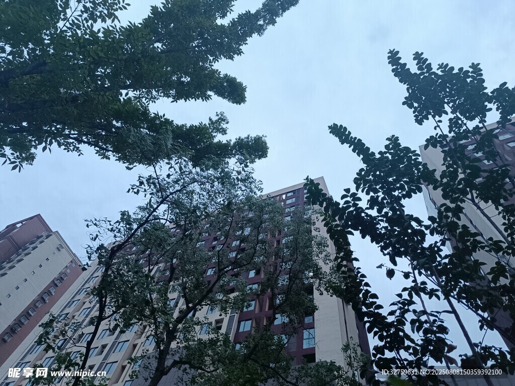 仰视高楼旁的树木景观