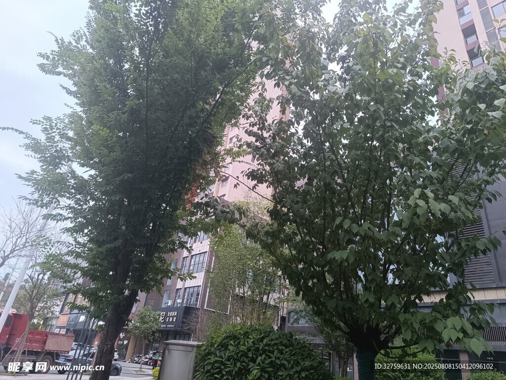 城市街边绿树景观