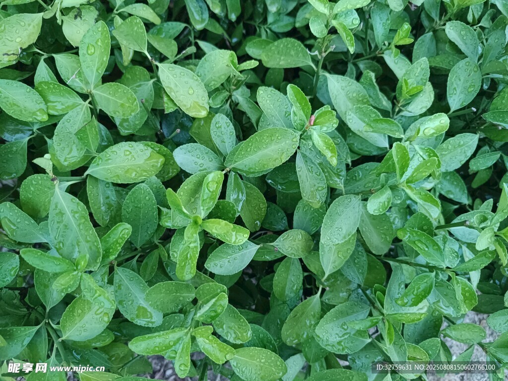 翠绿繁茂的植物叶片
