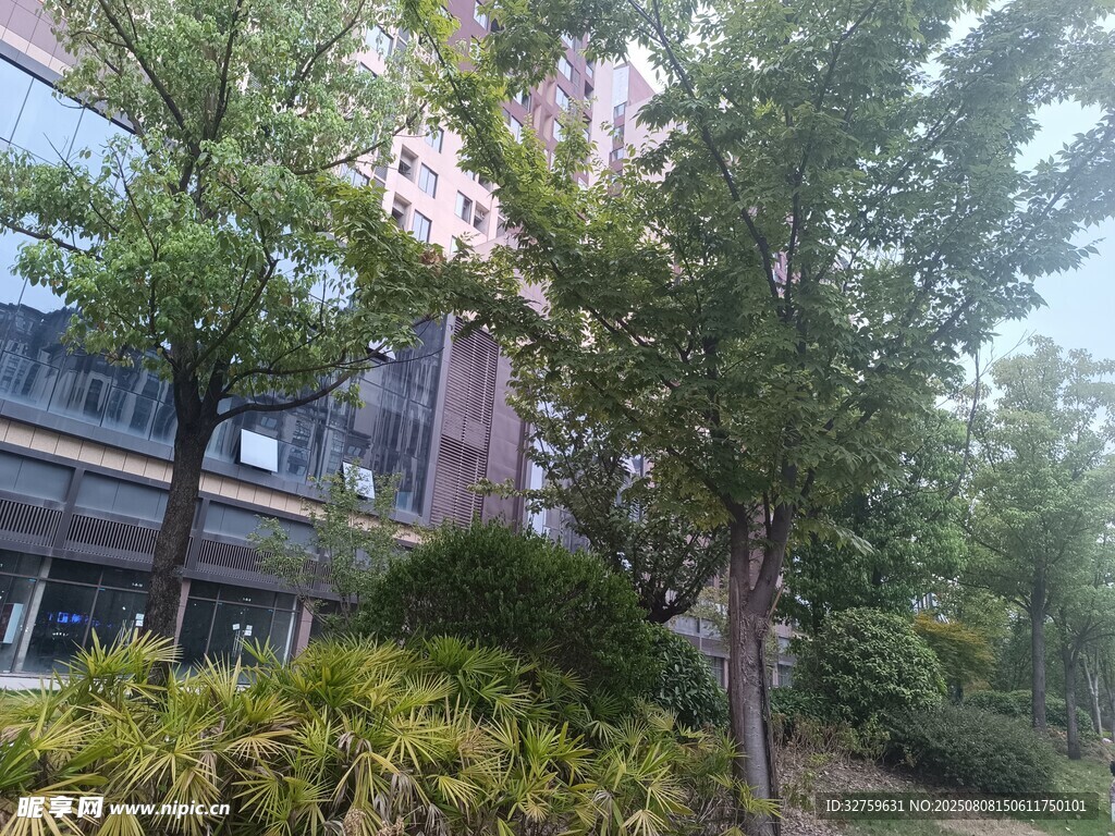 城市中葱郁树木与建筑景观