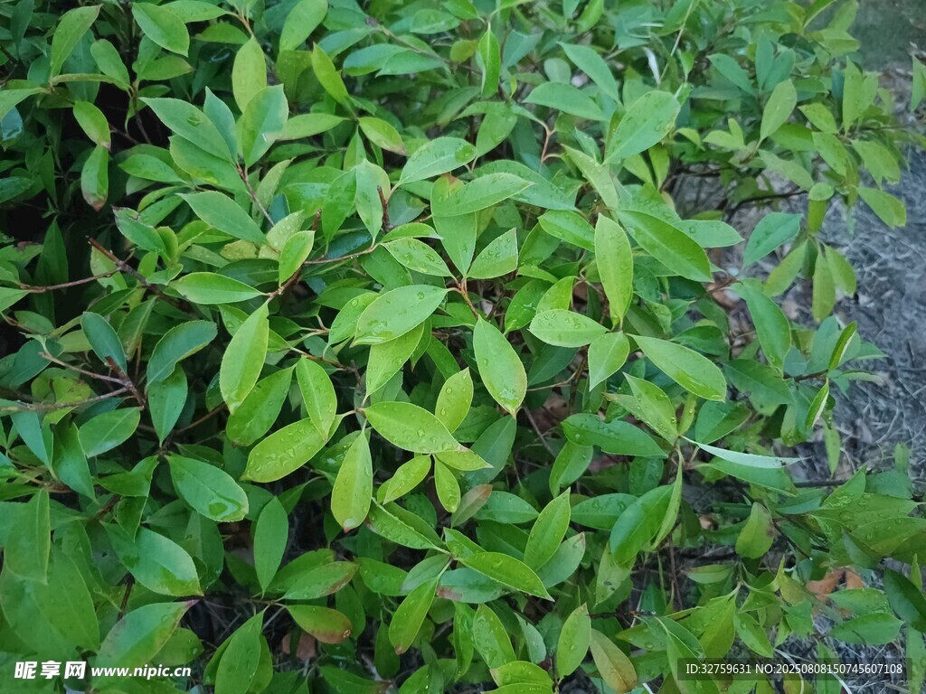 翠绿繁茂的植物叶片