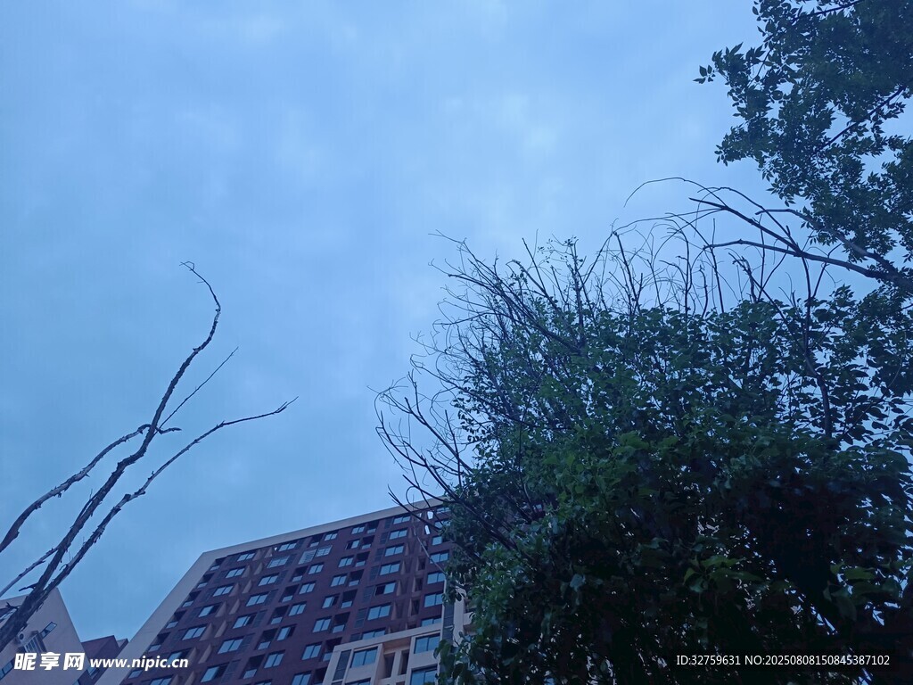 屋顶旁的绿植与天空景色