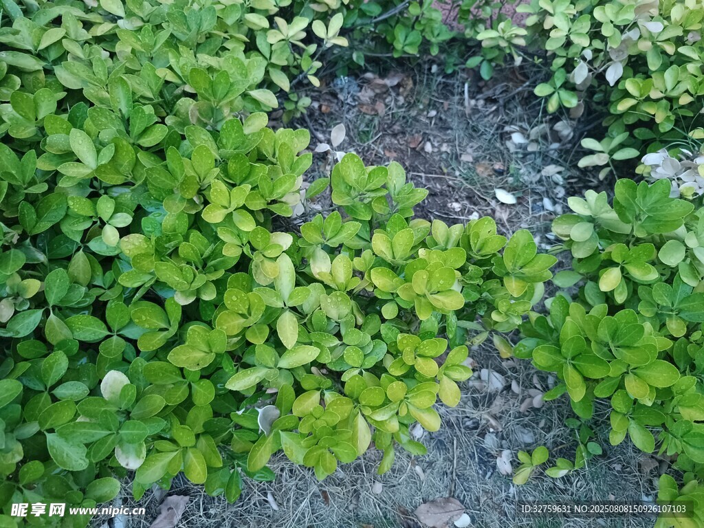 绿叶繁茂的地面景象
